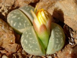 Lithops olivacea bud